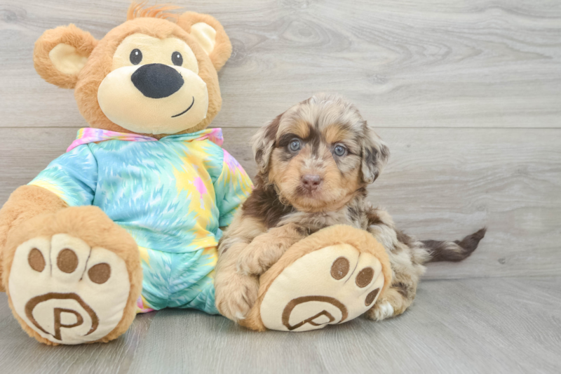 Meet Ashton - our Mini Aussiedoodle Puppy Photo 3/3 - Seaside Pups