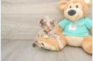 Best Mini Aussiedoodle Baby