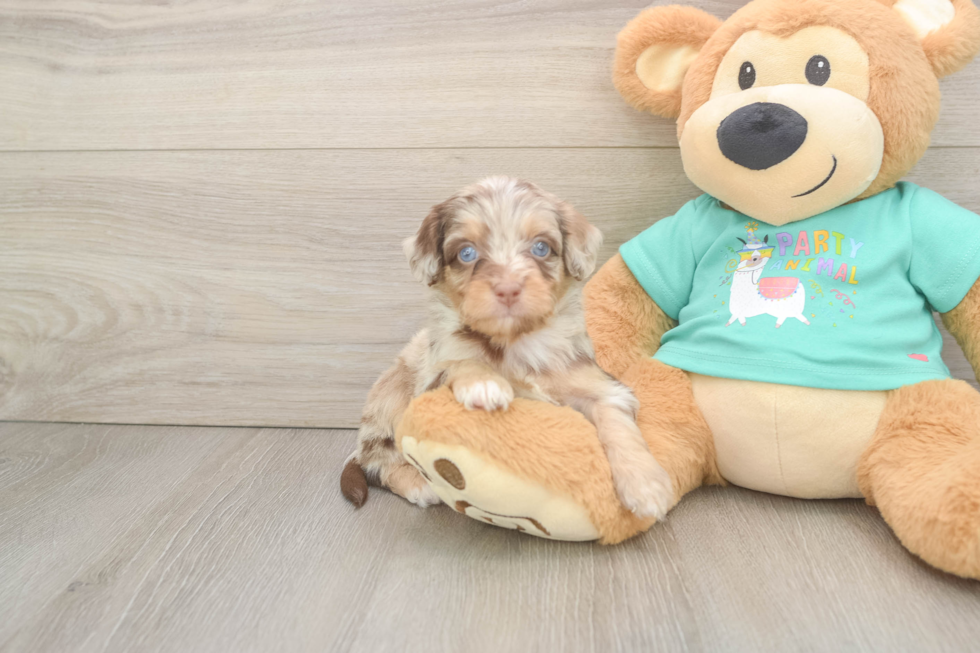 Best Mini Aussiedoodle Baby