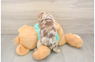 Best Mini Aussiedoodle Baby