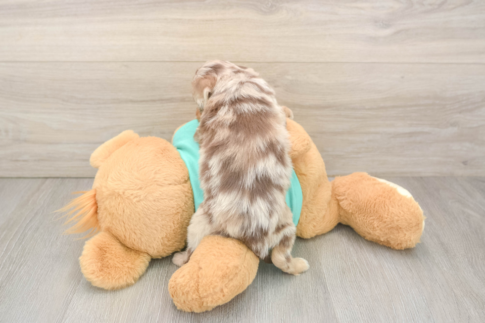 Best Mini Aussiedoodle Baby