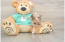 Adorable Mini Australian Shepherd X Poodle Mix Poodle Mix Puppy