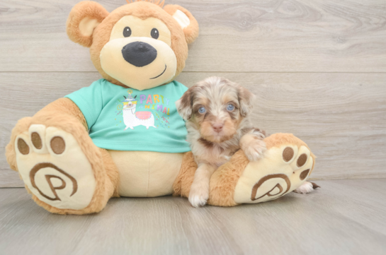 Adorable Mini Australian Shepherd X Poodle Mix Poodle Mix Puppy