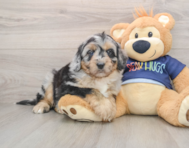 6 week old Mini Aussiedoodle Puppy For Sale - Seaside Pups