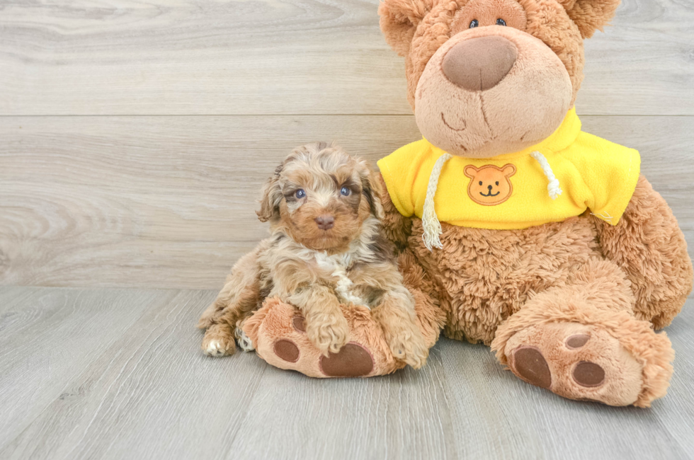 5 week old Mini Aussiedoodle Puppy For Sale - Seaside Pups