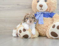 7 week old Mini Aussiedoodle Puppy For Sale - Seaside Pups