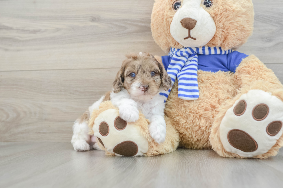 7 week old Mini Aussiedoodle Puppy For Sale - Seaside Pups