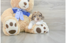 Popular Mini Aussiedoodle Poodle Mix Pup