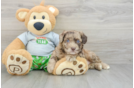 Mini Aussiedoodle Puppy for Adoption