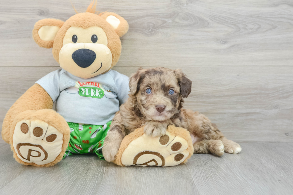 Mini Aussiedoodle Puppy for Adoption