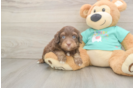 Sweet Mini Aussiedoodle Baby