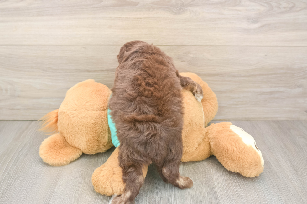 Best Mini Aussiedoodle Baby