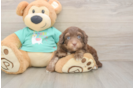Best Mini Aussiedoodle Baby