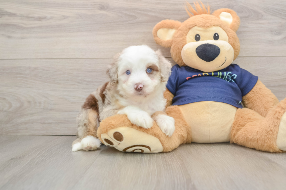 Mini Aussiedoodle Puppy for Adoption