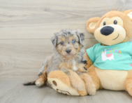 7 week old Mini Aussiedoodle Puppy For Sale - Seaside Pups