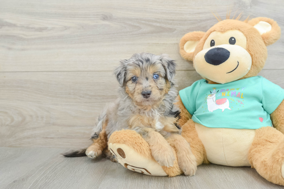 6 week old Mini Aussiedoodle Puppy For Sale - Seaside Pups