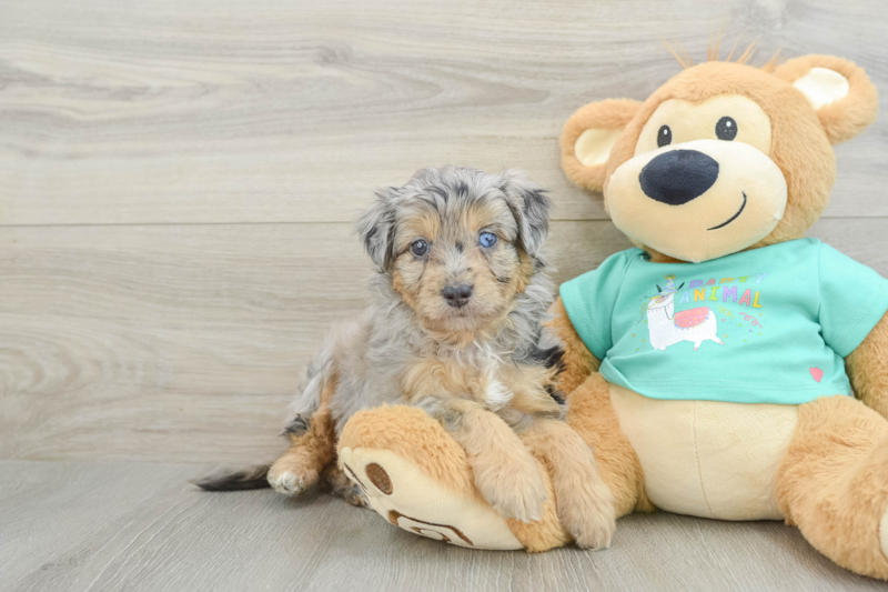 Meet Athena - our Mini Aussiedoodle Puppy Photo 1/3 - Seaside Pups