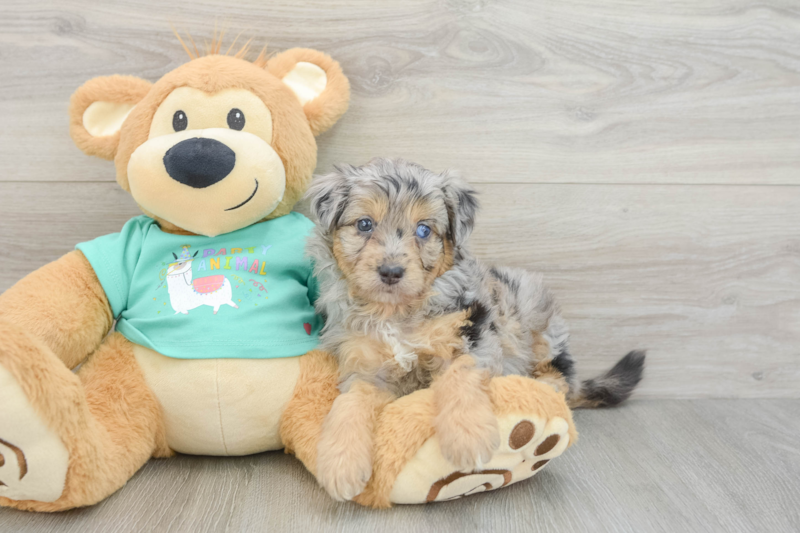Meet Athena - our Mini Aussiedoodle Puppy Photo 3/3 - Seaside Pups