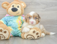 8 week old Mini Aussiedoodle Puppy For Sale - Seaside Pups