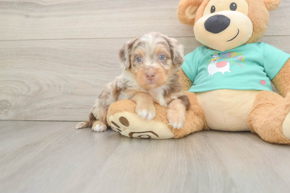 Mini Aussiedoodle Pup Being Cute