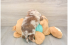Small Mini Aussiedoodle Baby