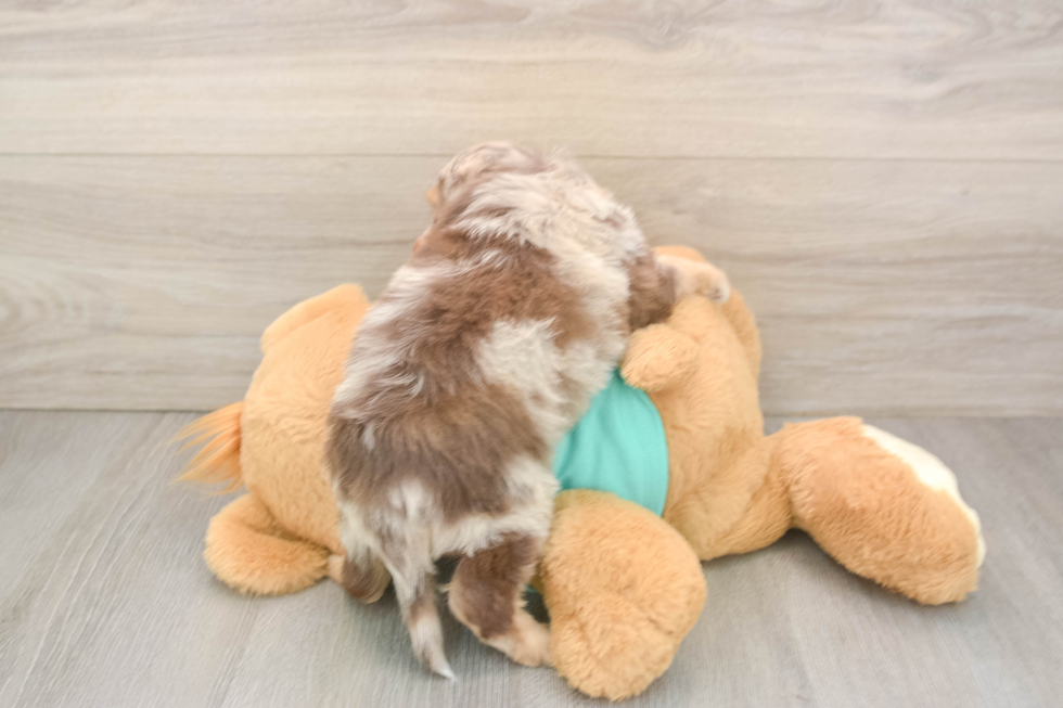 Small Mini Aussiedoodle Baby