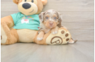 Best Mini Aussiedoodle Baby