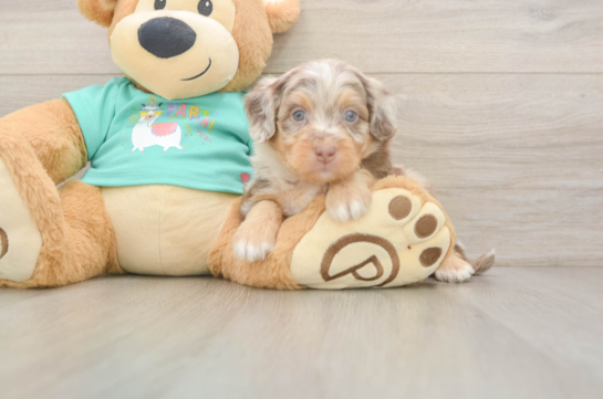 Best Mini Aussiedoodle Baby