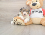 8 week old Mini Aussiedoodle Puppy For Sale - Seaside Pups