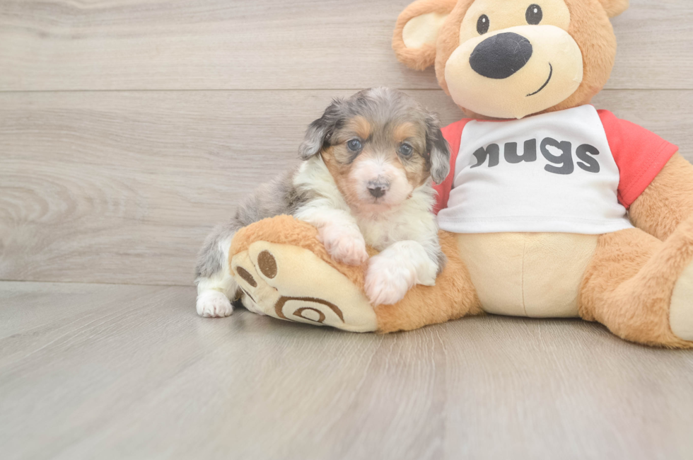 5 week old Mini Aussiedoodle Puppy For Sale - Seaside Pups