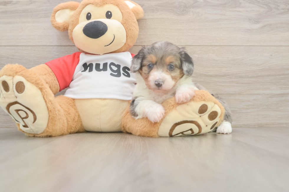 Hypoallergenic Aussiepoo Poodle Mix Puppy