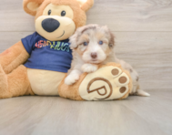 9 week old Mini Aussiedoodle Puppy For Sale - Seaside Pups