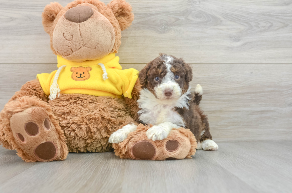 5 week old Mini Aussiedoodle Puppy For Sale - Seaside Pups