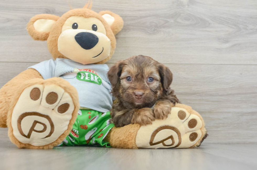 7 week old Mini Aussiedoodle Puppy For Sale - Seaside Pups