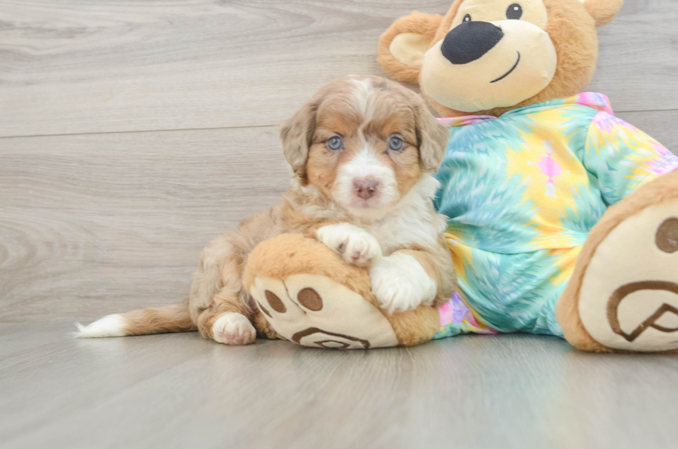 5 week old Mini Aussiedoodle Puppy For Sale - Seaside Pups