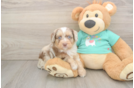 Happy Mini Aussiedoodle Baby