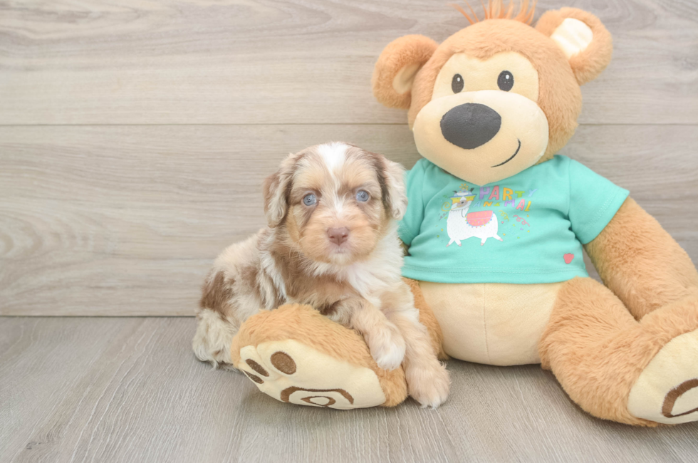 5 week old Mini Aussiedoodle Puppy For Sale - Seaside Pups