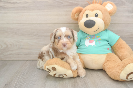 Happy Mini Aussiedoodle Baby
