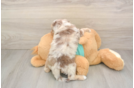 Sweet Mini Aussiedoodle Baby