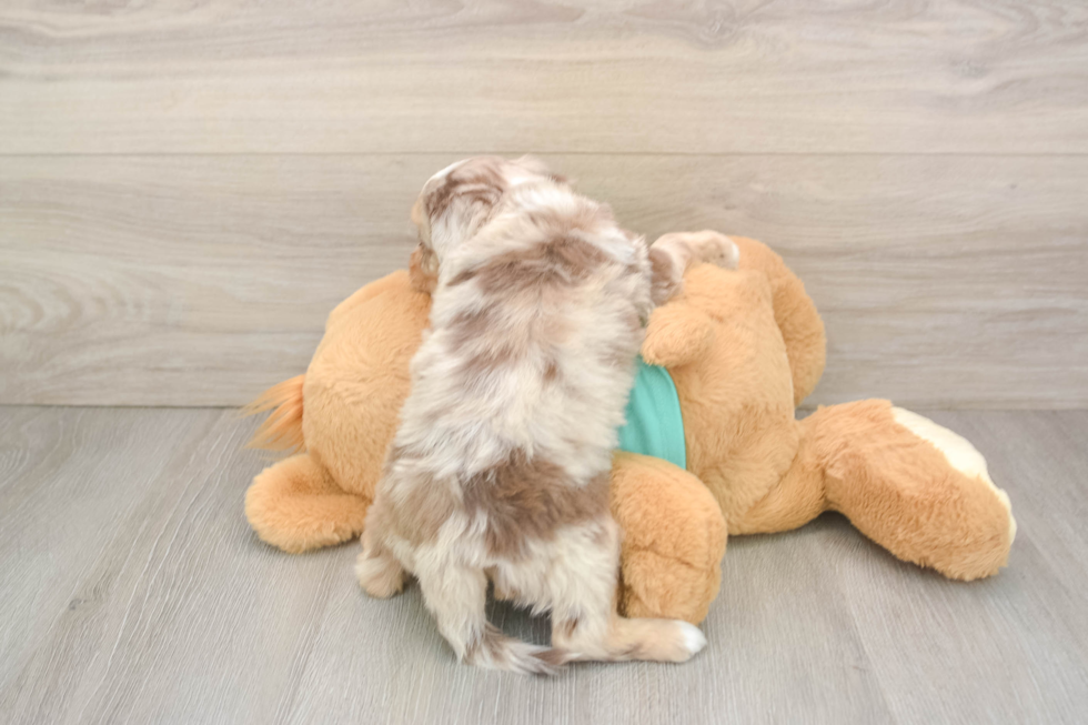 Sweet Mini Aussiedoodle Baby