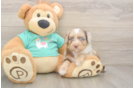 Little Mini Aussiepoo Poodle Mix Puppy