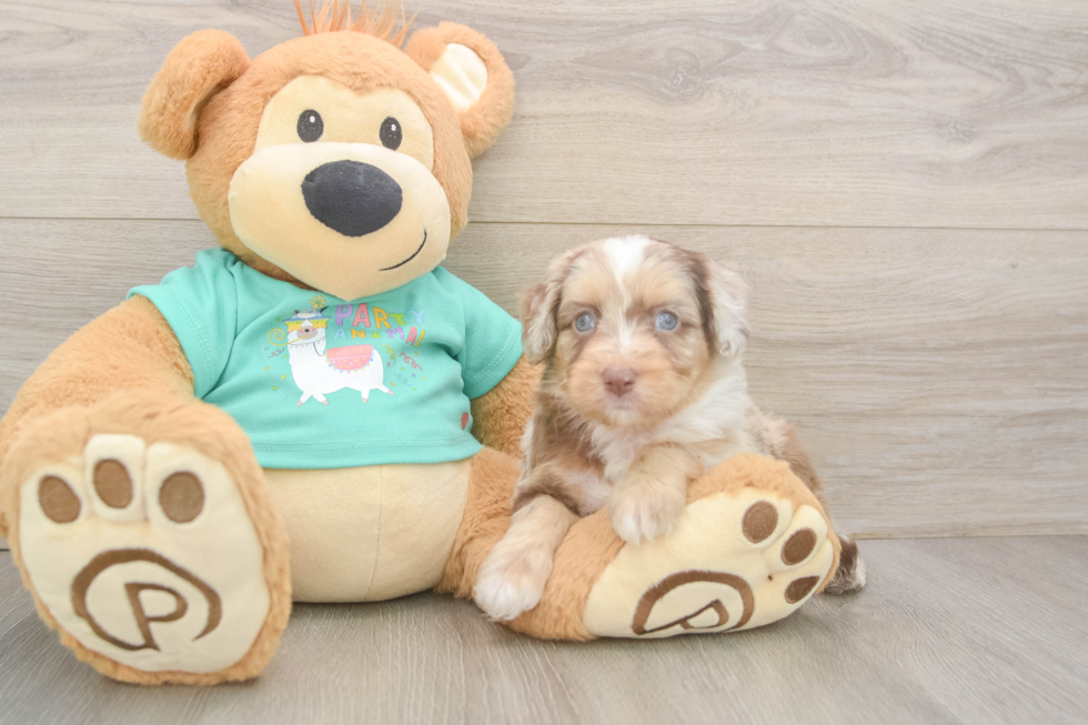 Little Mini Aussiepoo Poodle Mix Puppy