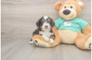 Cute Mini Aussiedoodle Baby
