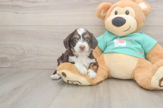 Cute Mini Aussiedoodle Baby