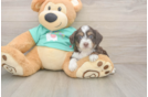 Best Mini Aussiedoodle Baby