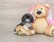8 week old Mini Aussiedoodle Puppy For Sale - Seaside Pups
