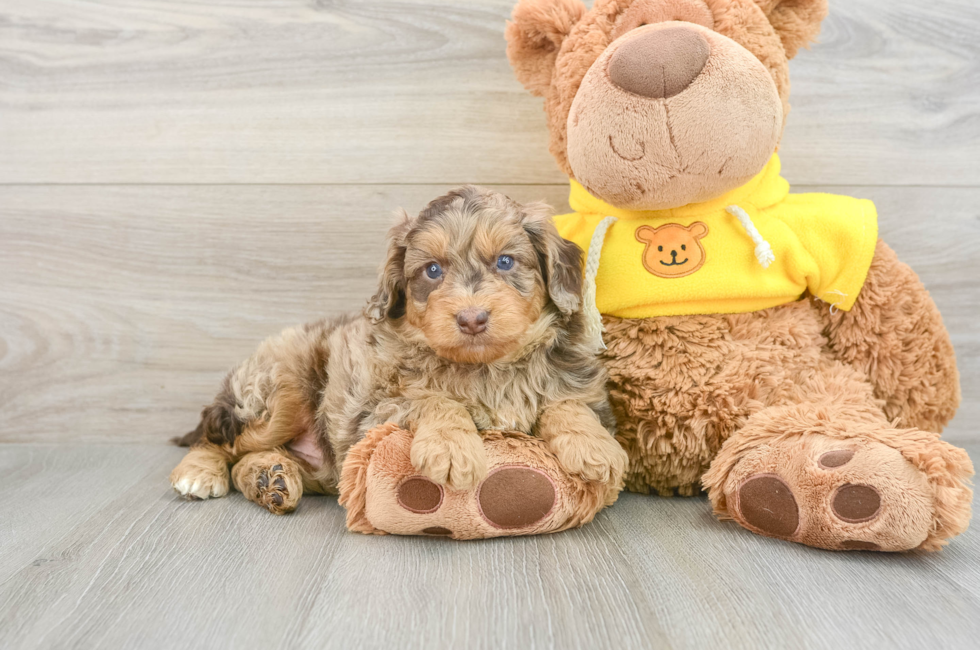 5 week old Mini Aussiedoodle Puppy For Sale - Seaside Pups