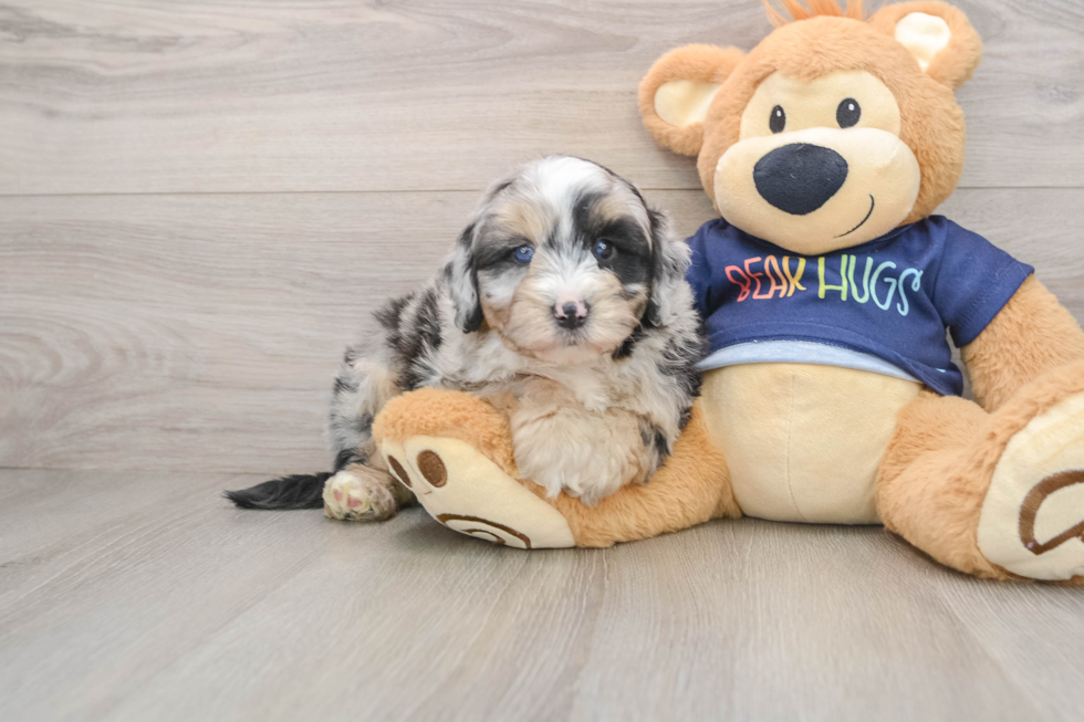 Best Mini Aussiedoodle Baby