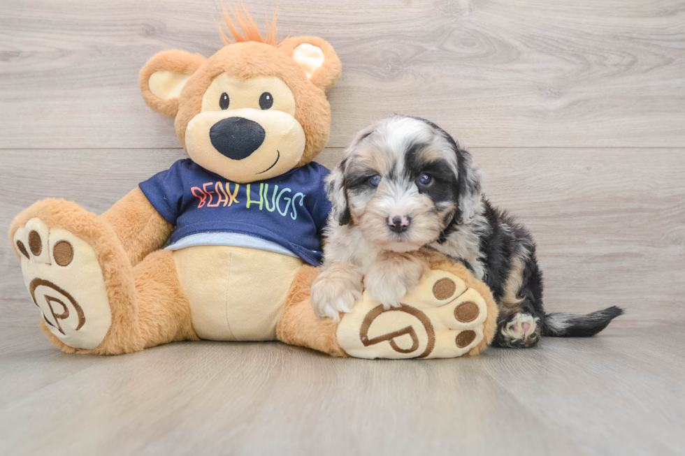 Best Mini Aussiedoodle Baby
