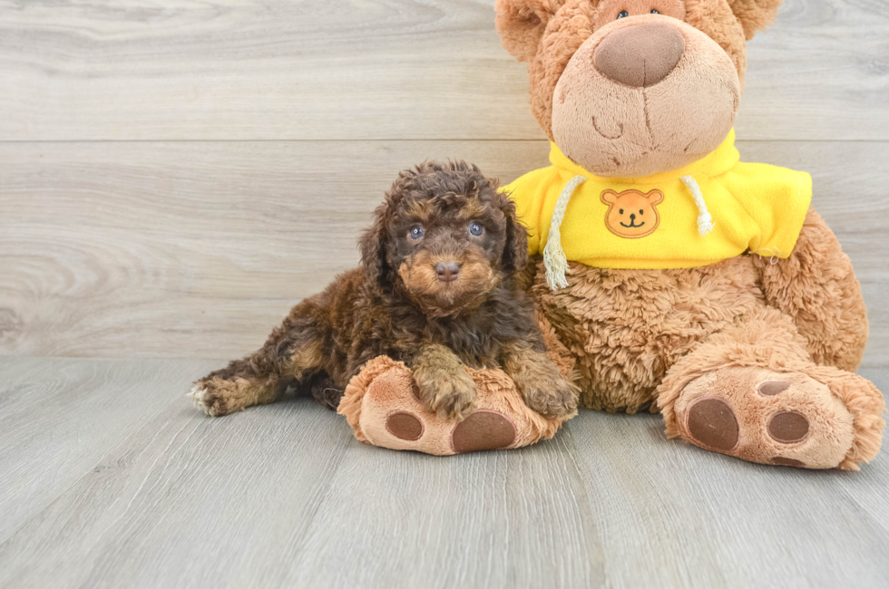 5 week old Mini Aussiedoodle Puppy For Sale - Seaside Pups